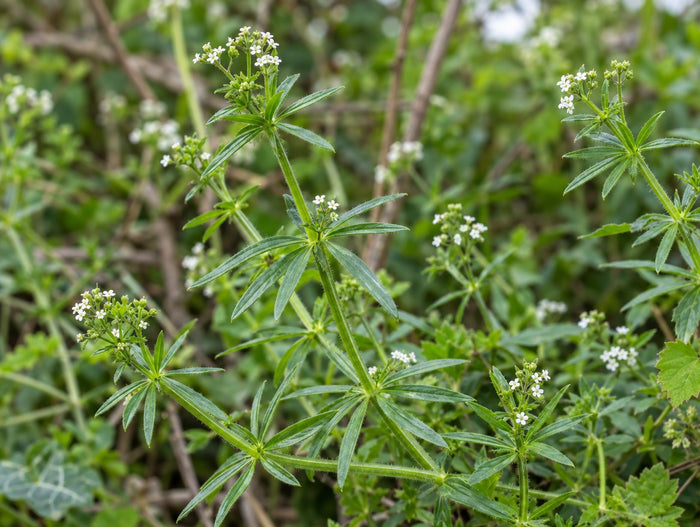 Gaillet gratteron, Galium aparine