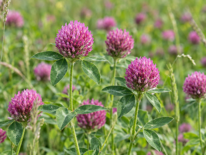Trèfle rouge en fleur, Trifolium pratense